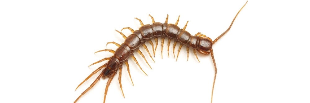 Centipede
