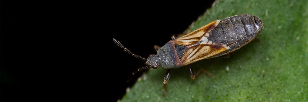 Chinch Bug Close Up