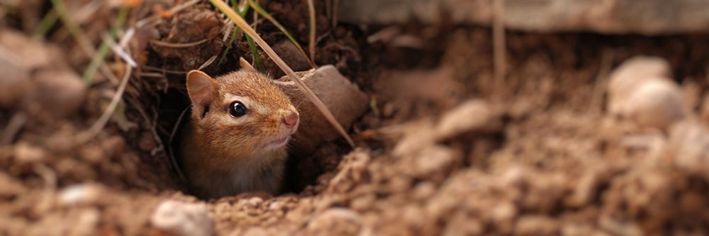 Chipmunk in Burrow