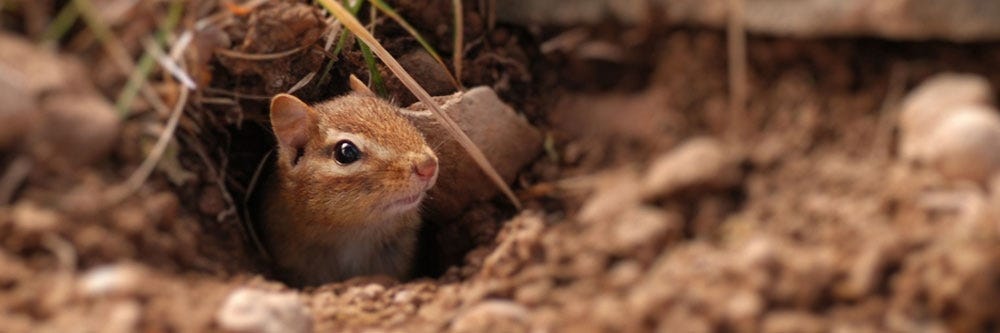 Chipmunk in Tunnel