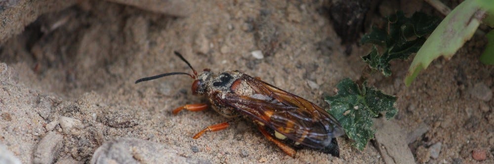 Cicada Killer control