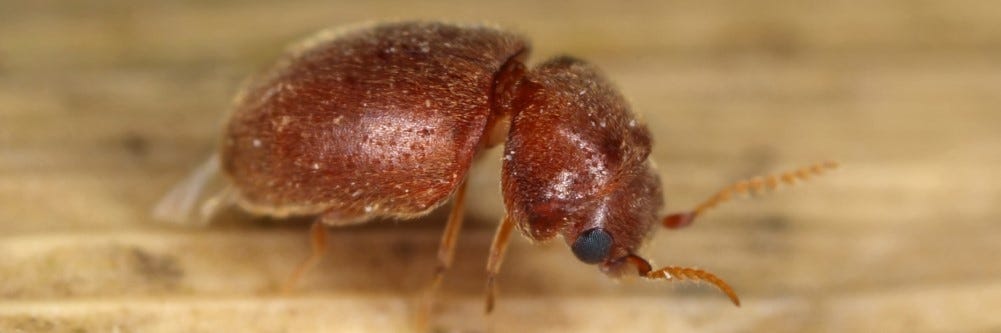 cigarette beetle