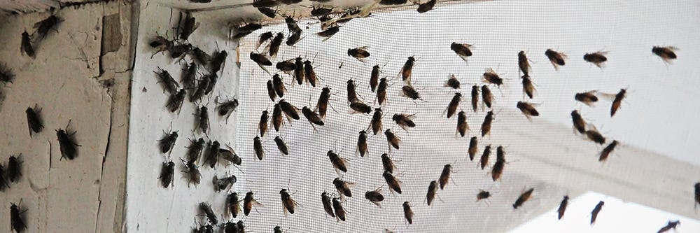Cluster Flies on Screen Door