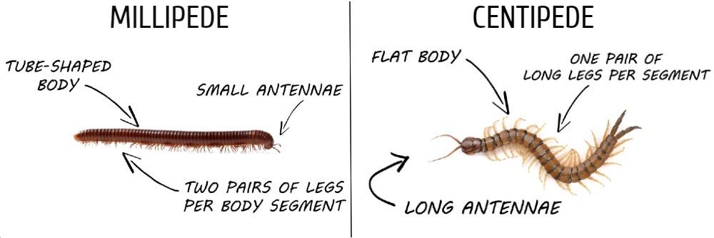 Comparison of Millipedes and Centipedes