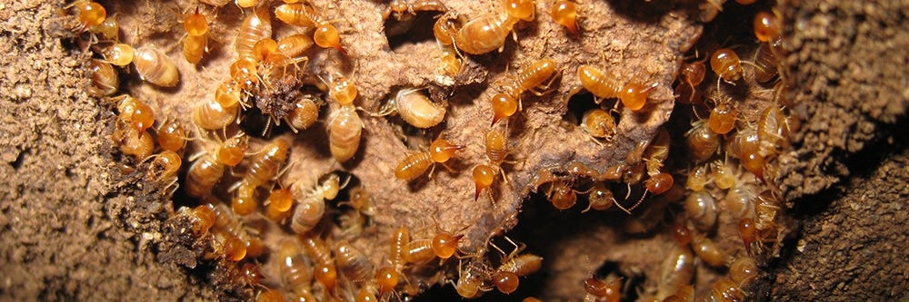 Termite Eating Wood