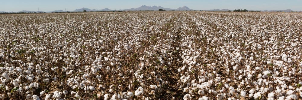 Cotton Field