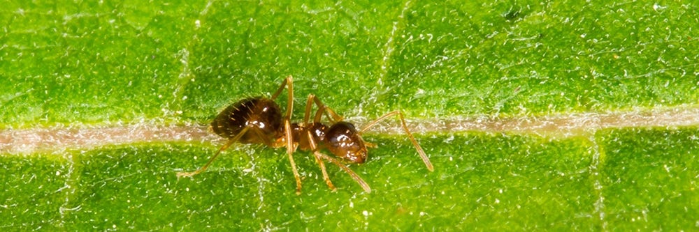 Crazy Ant on Leaf
