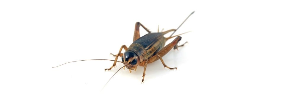 Cricket Control: How To Get Rid of Crickets