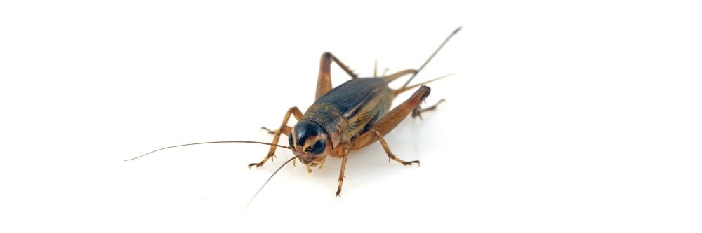 cricket isolated