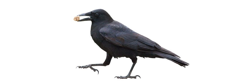 crow identification how to get rid of crows