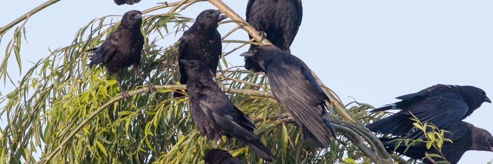 crow inspection 