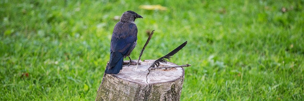 crow prevention how to get rid of crows