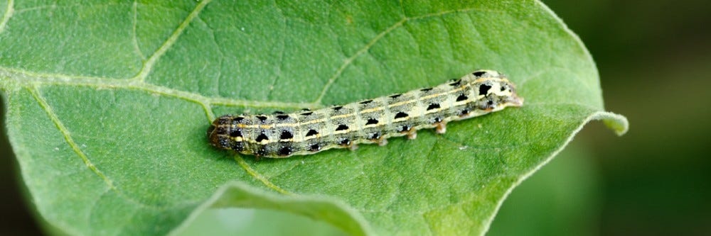 Cutworm crawling on a leaf