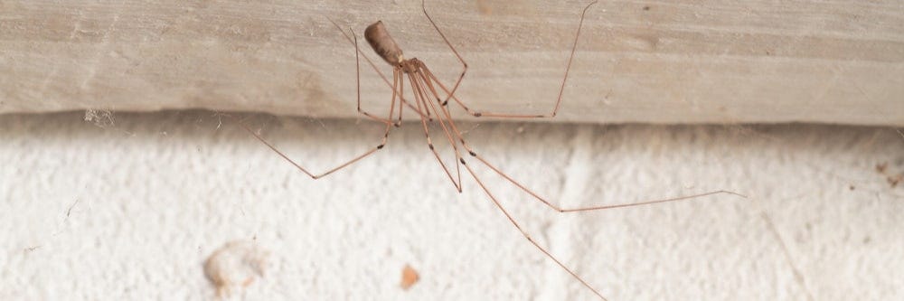 Daddy Long Legs (Cellar Spider) hanging