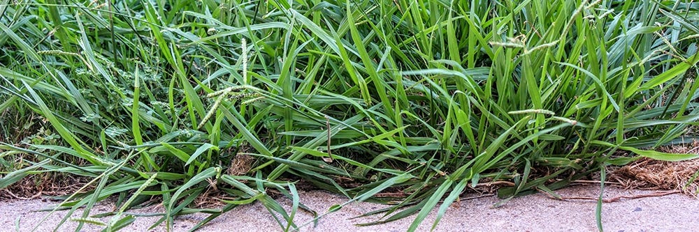 Dallisgrass in Turf