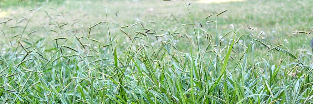 Dallisgrass Seed Heads