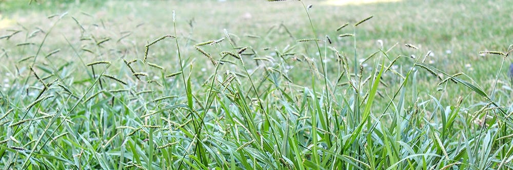 Dallisgrass Seed Heads Dallisgrass Seed Heads