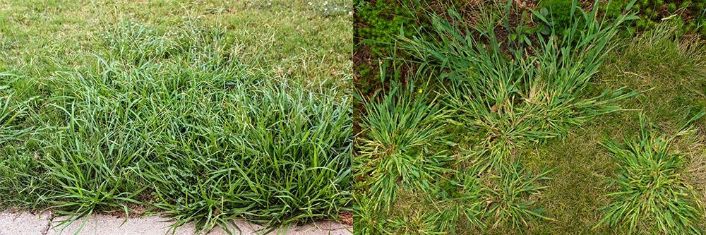 Dallisgrass vs. Crabgrass