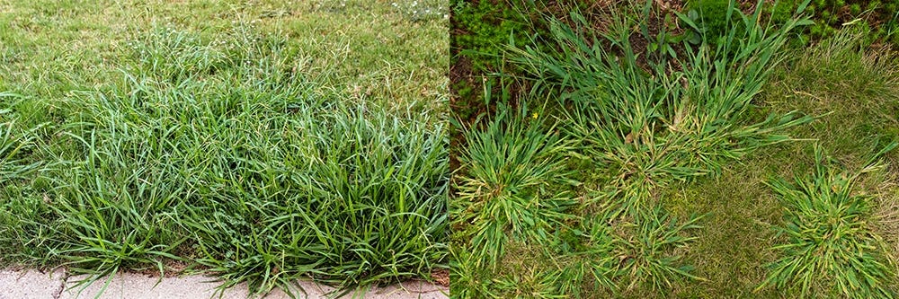 Dallisgrass vs. Crabgrass Dallisgrass vs. Crabgrass