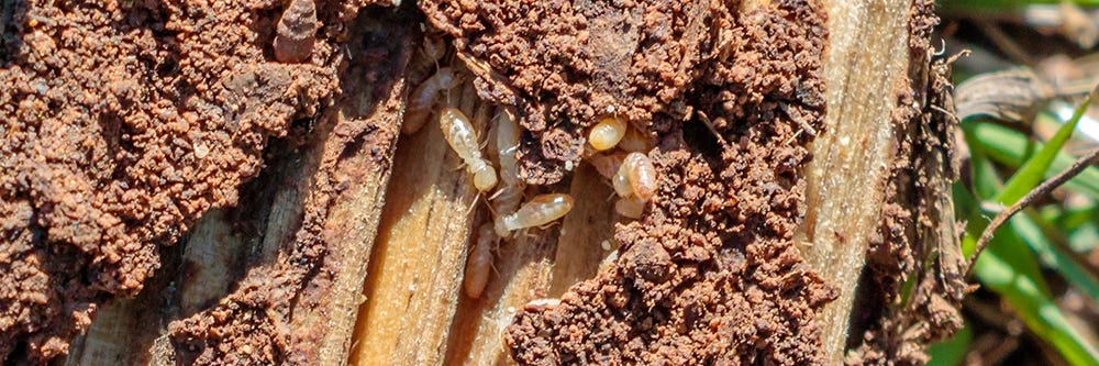 dampwood termites