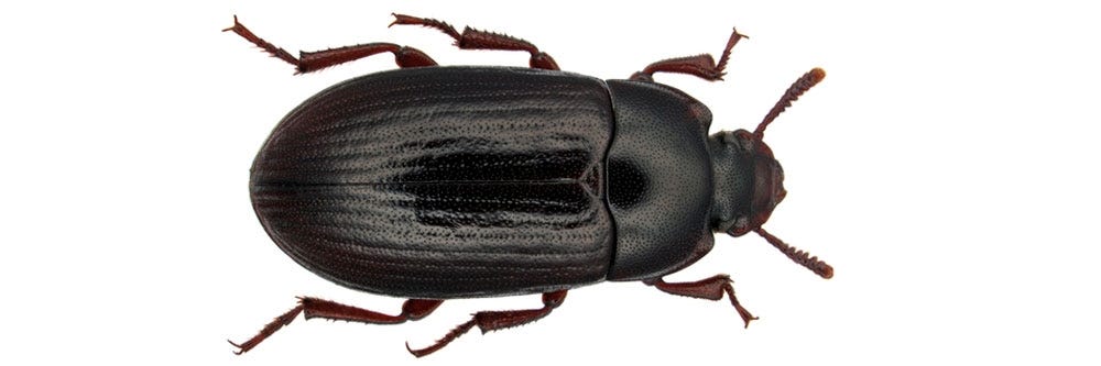 darkling beetle identification how to get rid of darkling beetles