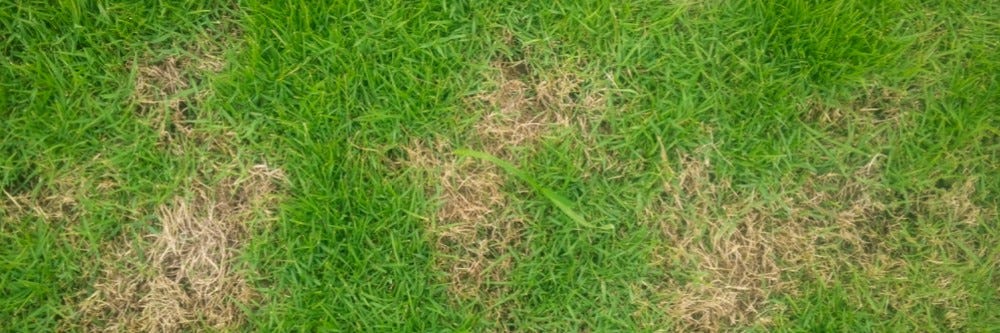 Fungal disease on lawn in need of systemic fungicide