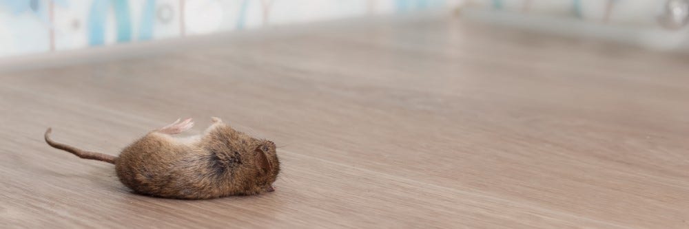 dead mouse shutterstock