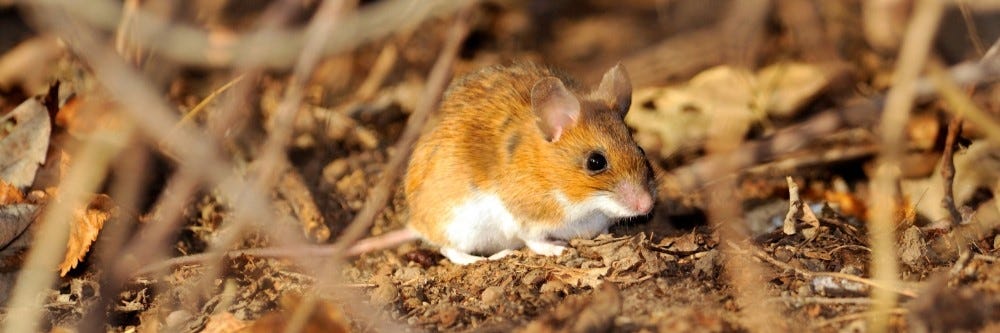 deer mouse
