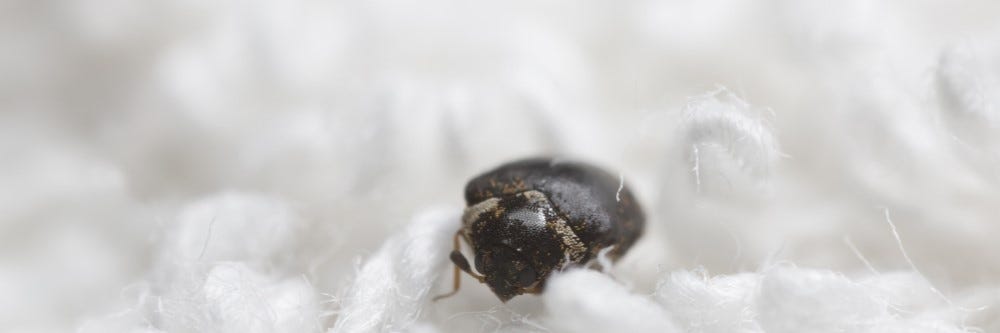 Dermestid beetle on towel