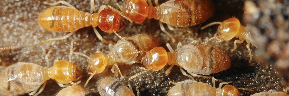 desert termites