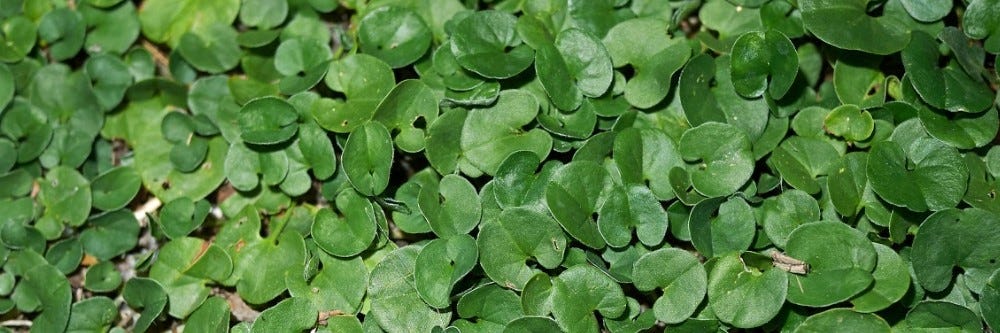 Large Patch of Dichondra