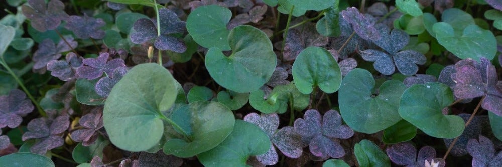 Dichondra Growing with Clover
