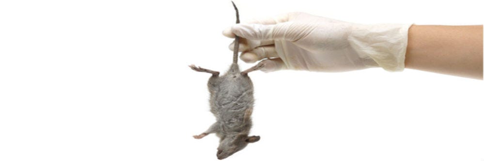 Getting rid of a dead rat