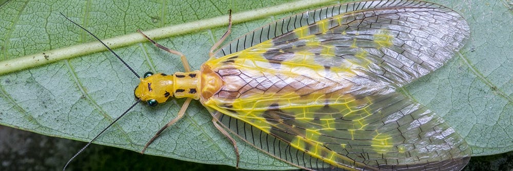 Dobsonfly on Leaf Dobsonfly on Leaf