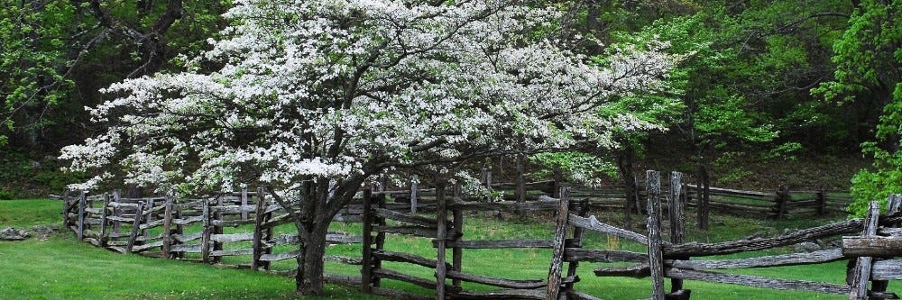 Dogwood identification 