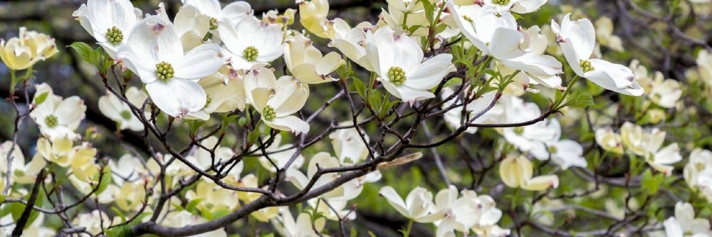 Inspecting the Dogwood tree up close.