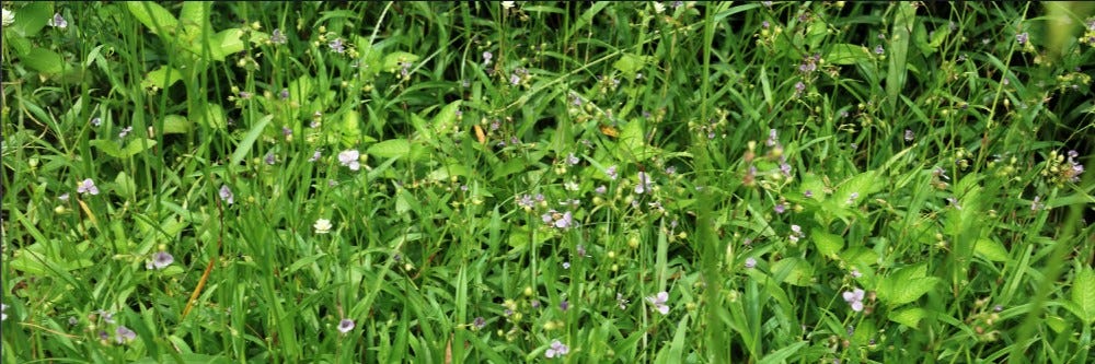 doveweed updated id