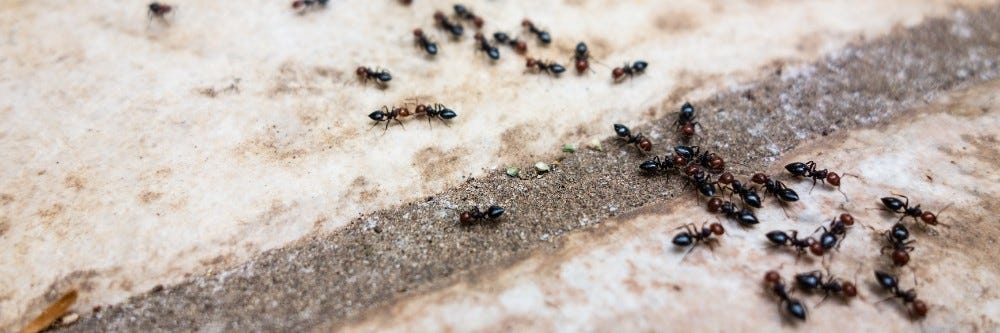 Ants on a driveway
