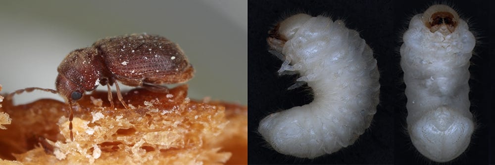 Drugstore Beetle Adult and Larva