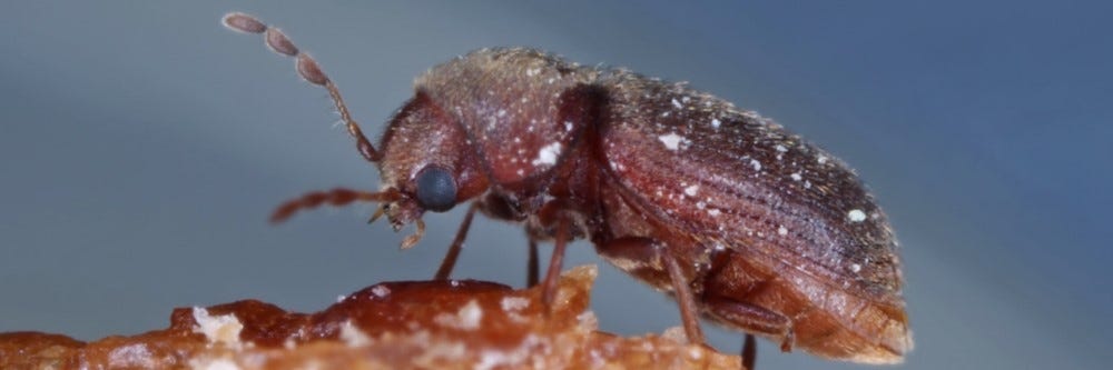 drugtore beetle