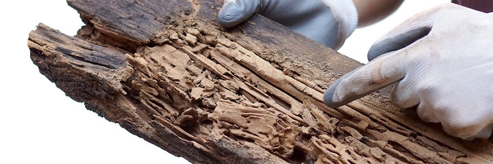 drywood termites damage