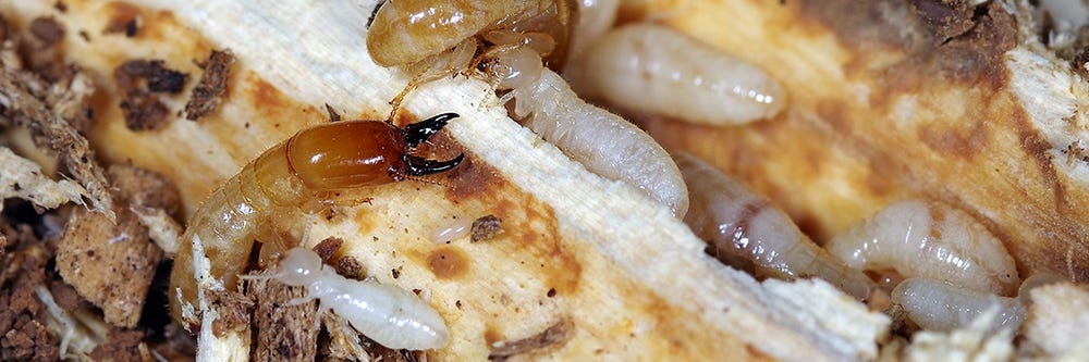 drywood termites