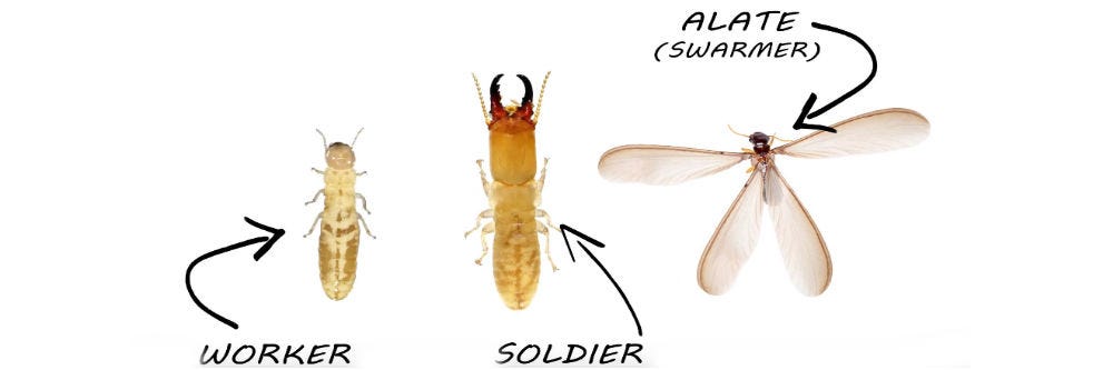 Drywood Termite ID