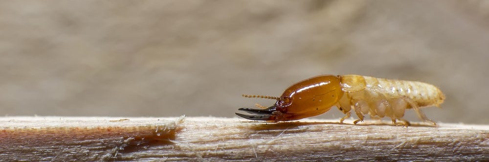 drywood termites clickingnoises shutterstock