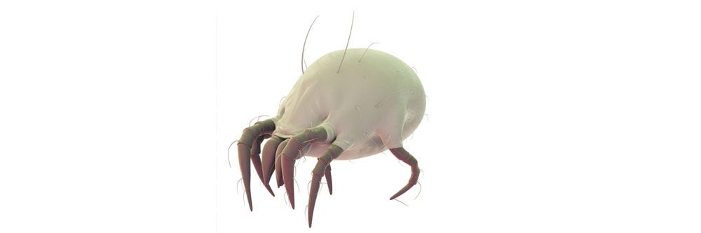 dust mites identification