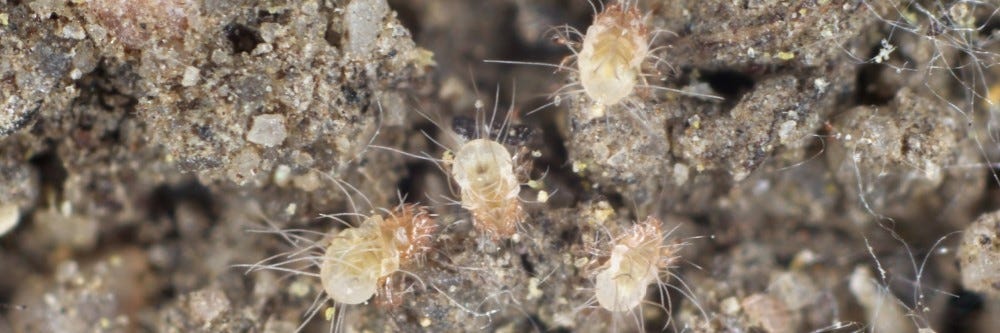 dust mites 