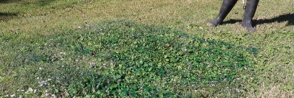 Marking Dye Sprayed on Weeds