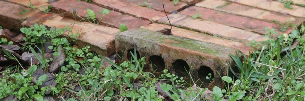 the yard debris where centipedes are found