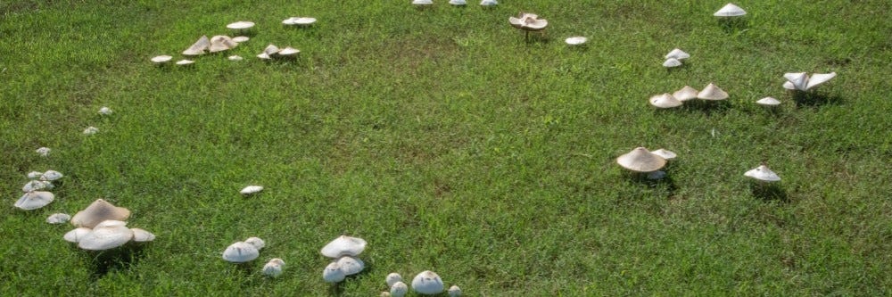 Fairy Ring