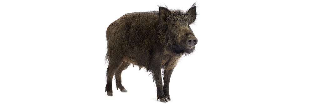 Feral Hog on White Background